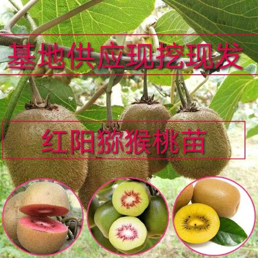 平邑县红心猕猴桃苗 供应红阳猕猴桃，当年苗，两年苗，挂果苗，