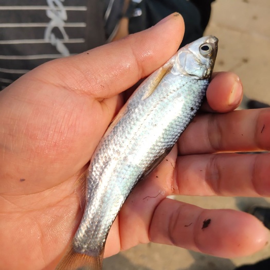 浏阳市白条鱼  参子鱼  产地供应