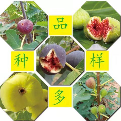  无花果树苗