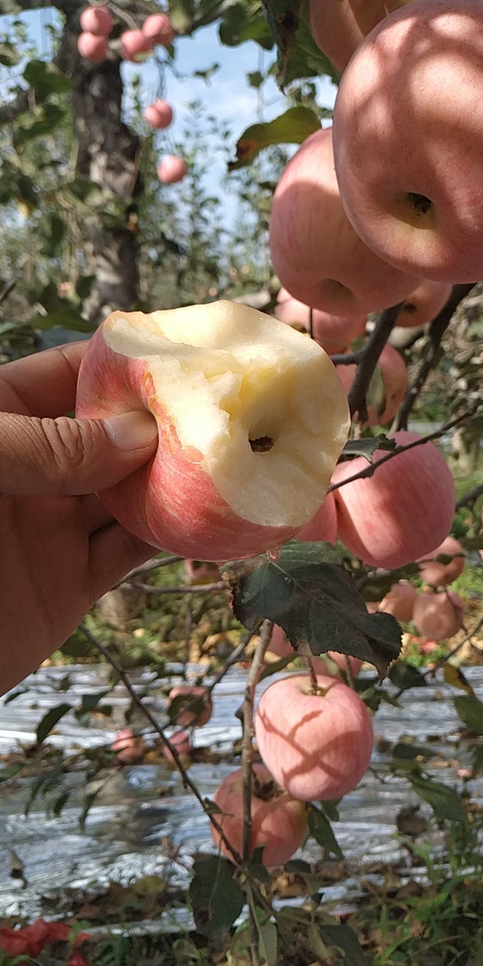 红富士苹果  高塬冰糖心红富士  包邮    不甜包赔  坏