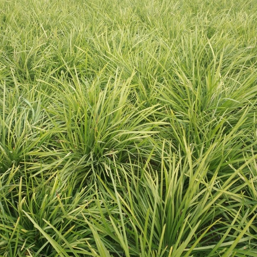 曹县 大量出售麦冬草