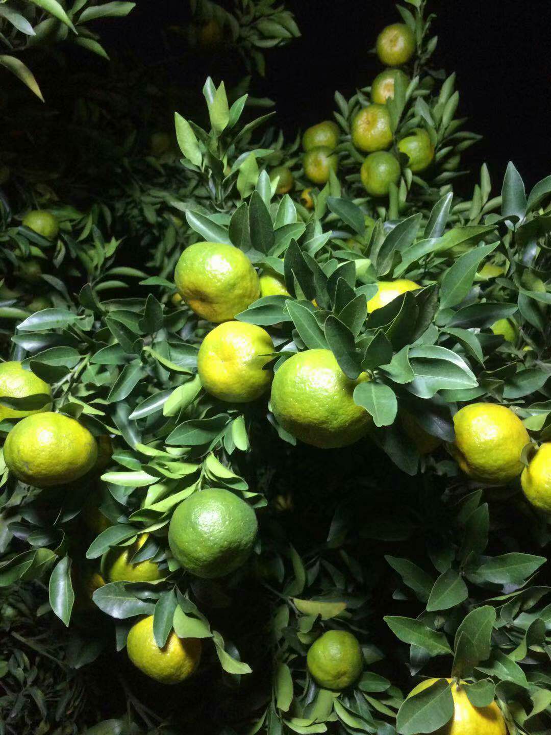  我们这果子是非常漂亮。新上市芦柑质量保障。希望有老板来订购。