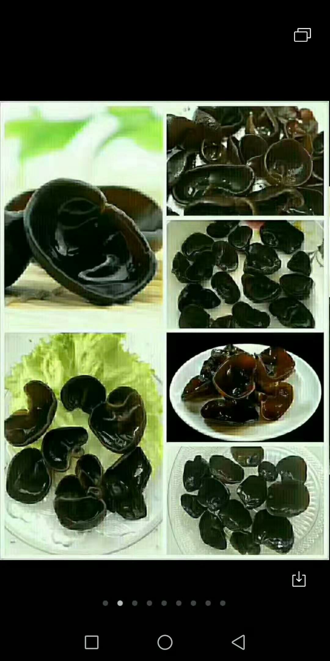  东北黑木耳