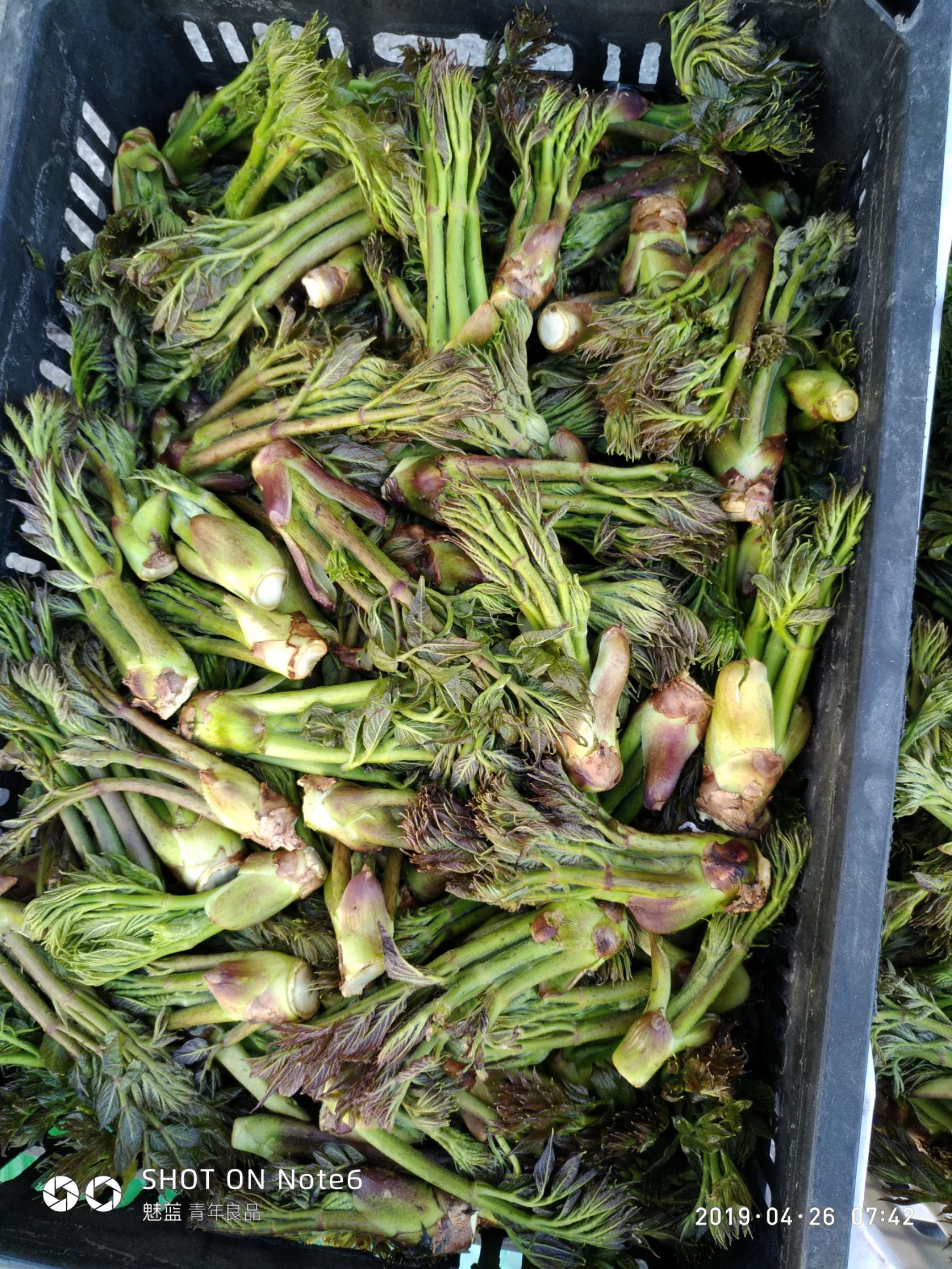 刺老芽苗  刺嫩芽苗  还有刺五加苗  都是山野菜苗