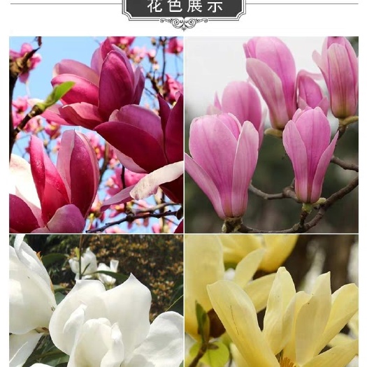 紫玉兰 品种全 开花美丽 现挖发货 当年开花 全国包邮