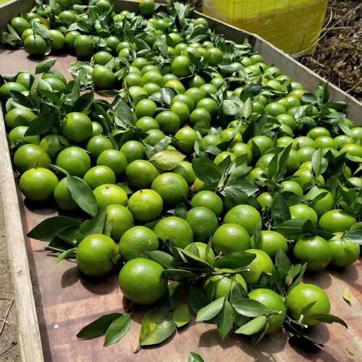 梧州 大量50到55的皇帝柑