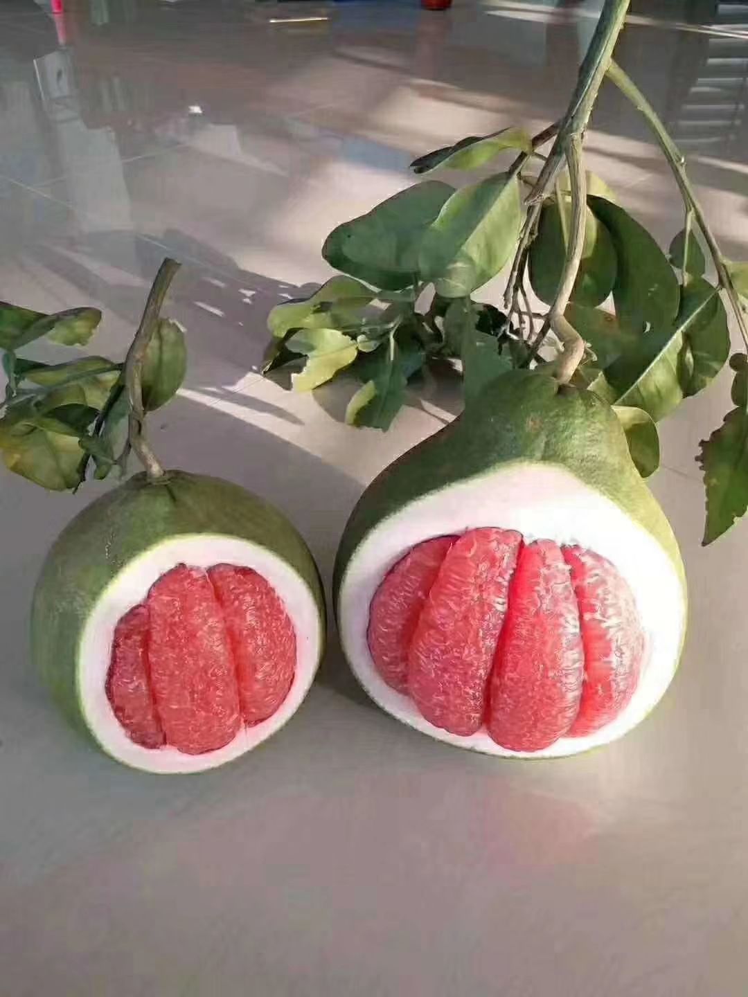 红宝石柚苗 嫁接苗 种植第二年结果 带原