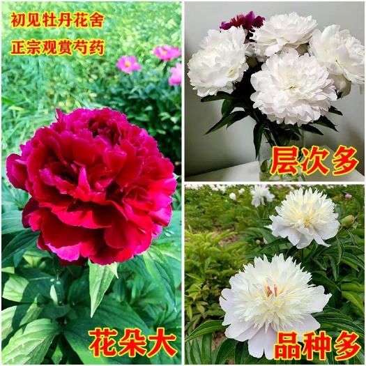 平邑县多花芍药  带花苞发货 层次多花朵大 盆栽地栽都可以 开花美丽 易成活