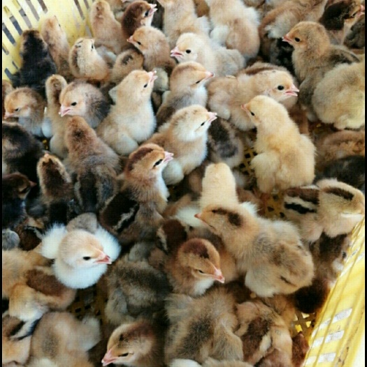 广州K9麻黄鸡苗 统货