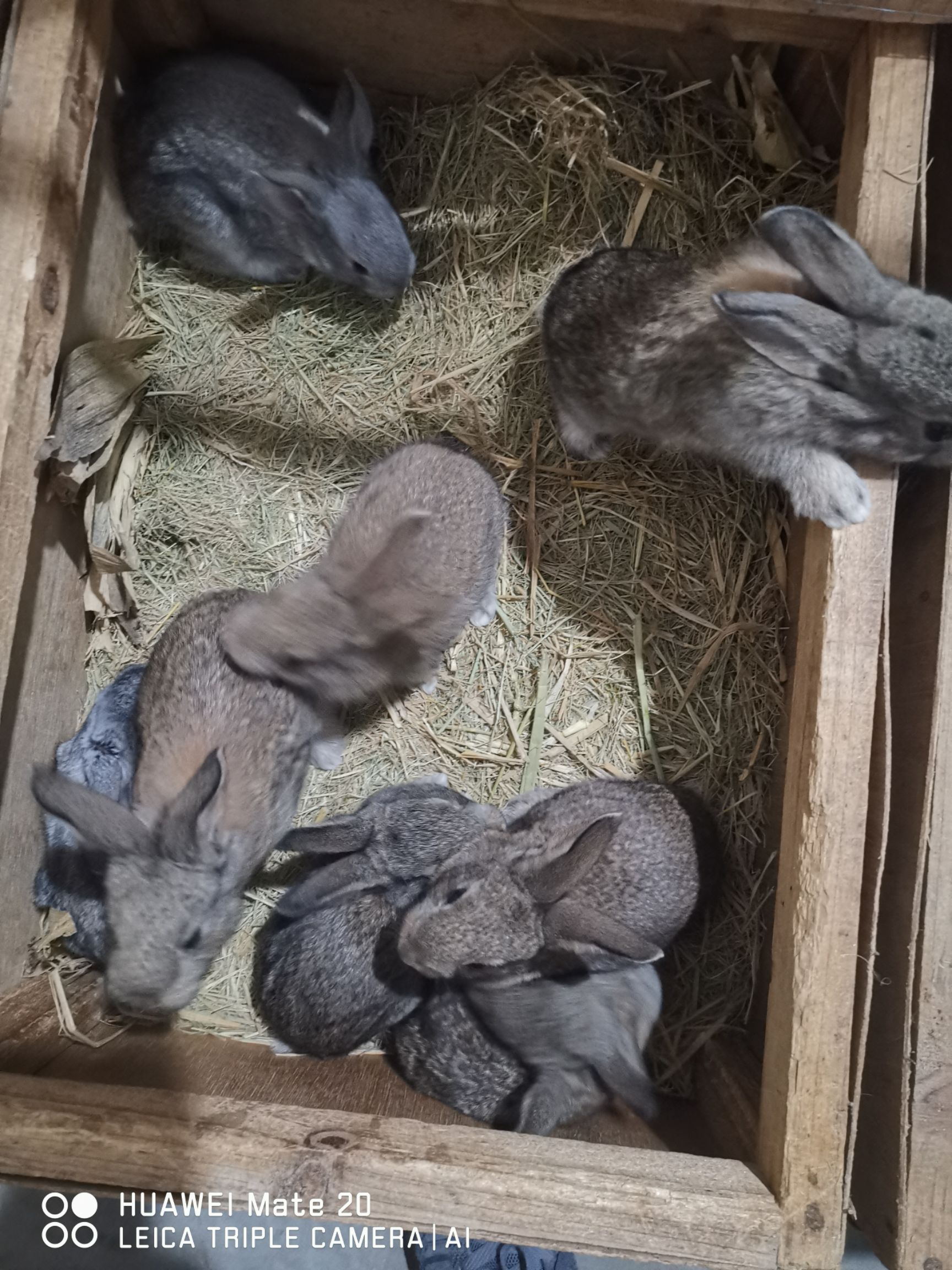 杂交兔  供应杂交奔跑散养菜兔肉兔黄毛褐色毛种兔