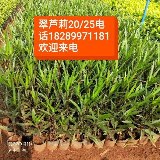 海口地被菊 紫花翠芦莉，单瓣大红花。