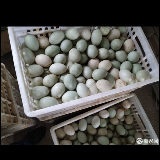 扶沟县土鸭蛋 食用 箱装