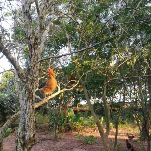 博罗县 五谷杂粮绿色食品山地果园散养茶花土鸡