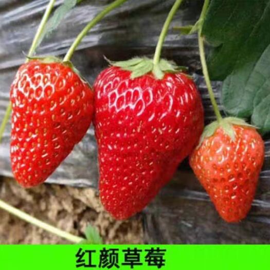 平邑县 红颜草莓苗，草莓苗，当年结果苗保纯度包成活死苗补发今日爆款