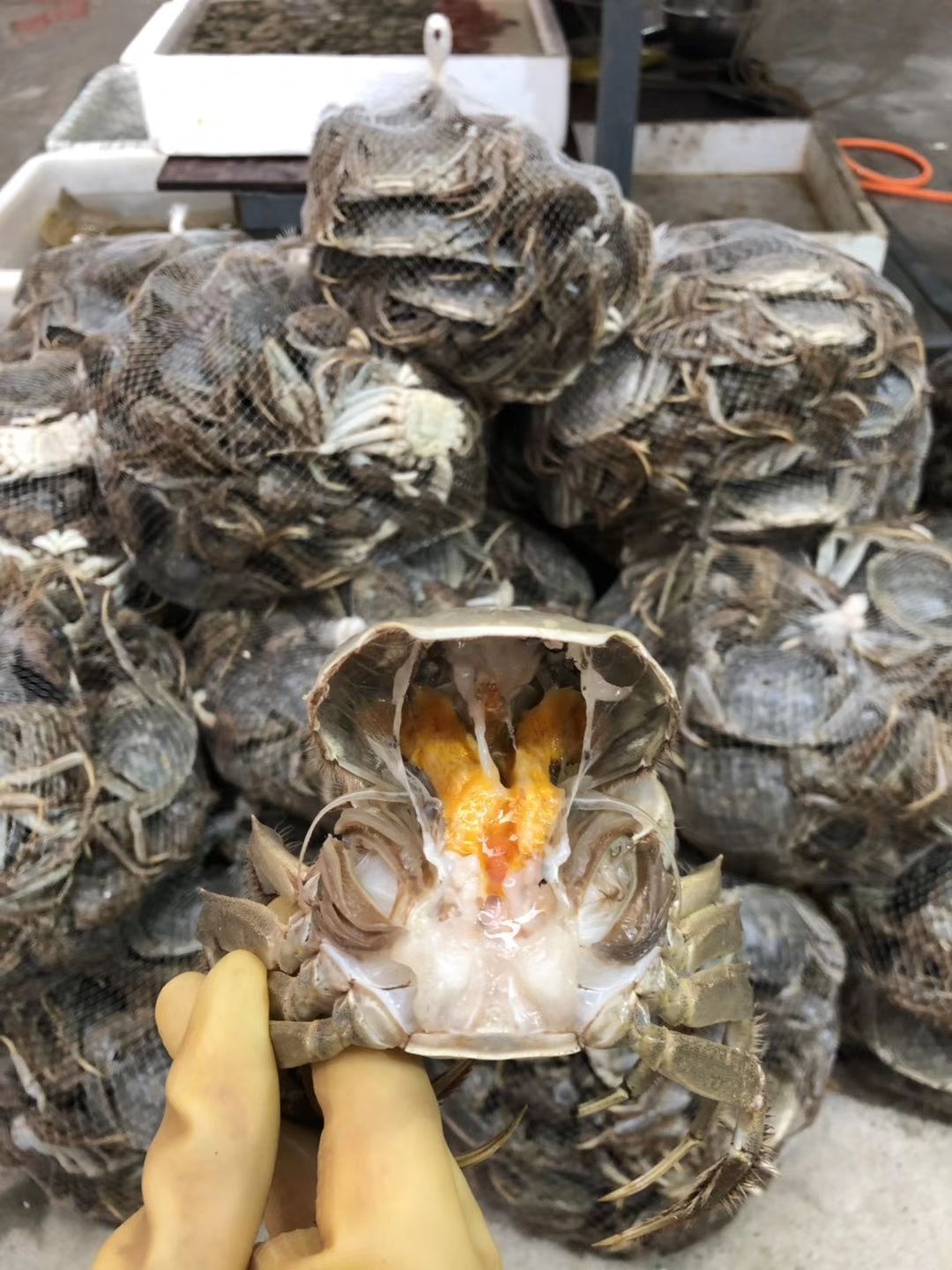 洪湖大闸蟹  山穷水尽疑无蟹，味美鲜肥在洪湖 洪湖清水大闸蟹