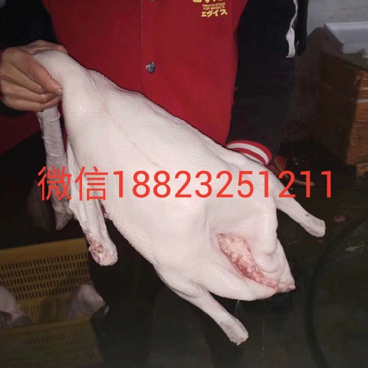 佛山黑棕鹅 价格优惠