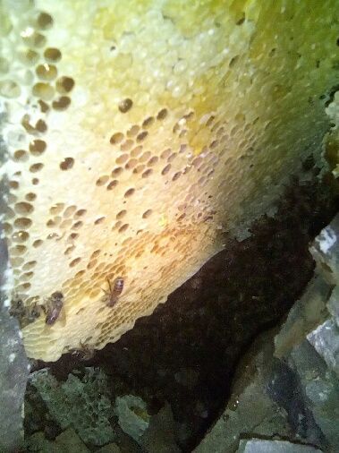 地下洞穴天然蜂蜜 产自拥有二千三百多种植物的桂西岑王老山山