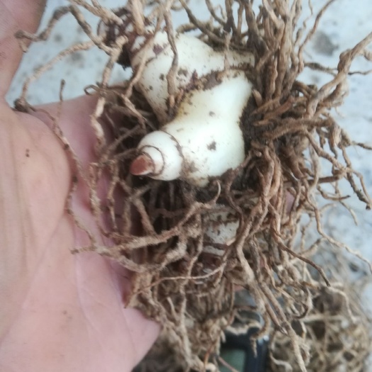 宜昌白芨种子 紫花白及鲜货