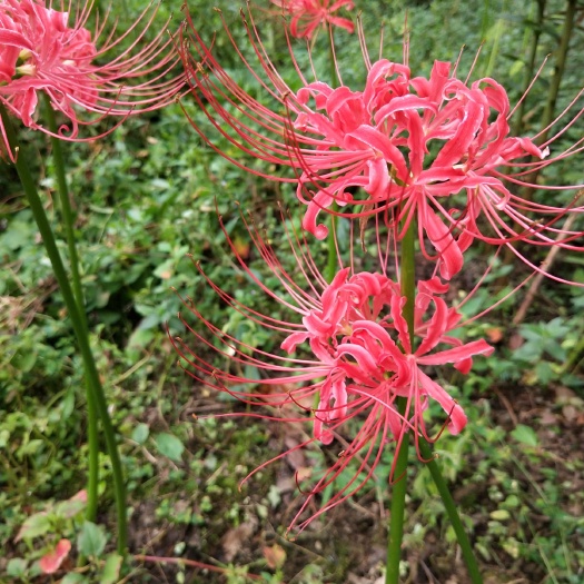 彼岸花种  包邮石蒜种彼岸花，种子曼珠沙华