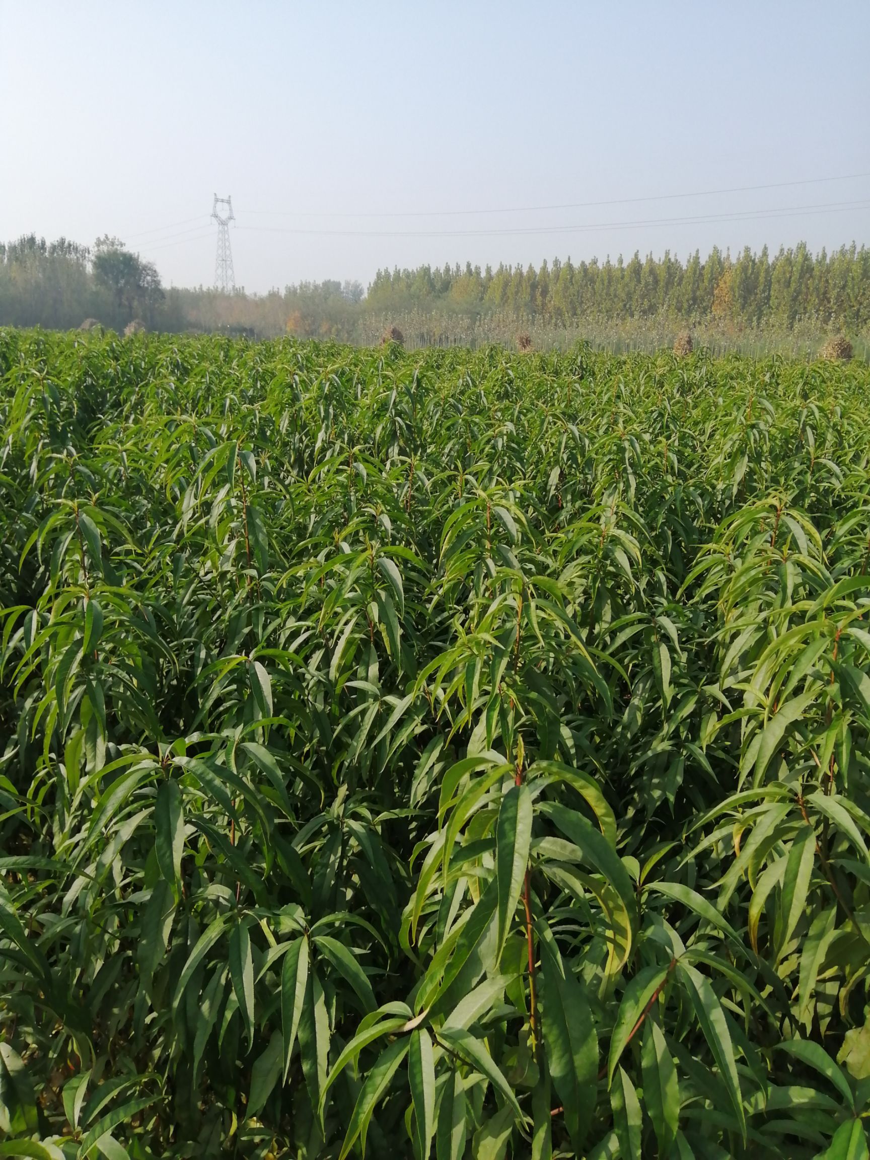 丰水梨苗 2.0~2.5米