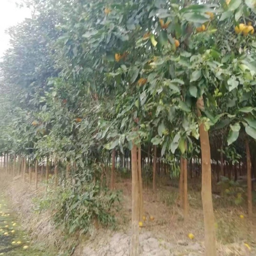 无锡蜜香橙树苗 香泡树