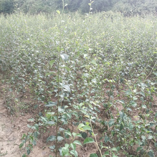 渭源县冰山雪梨苗 高寒地区特有的天然果品，独特的味道，食药同源，让人民倾慕爱恋