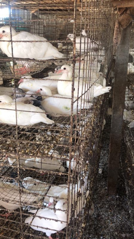 肉鸽 400克以下