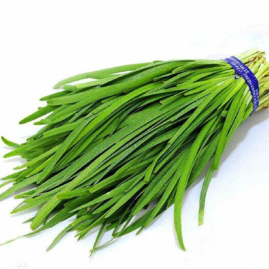 乐亭县紫根韭菜 头茬 20~30cm