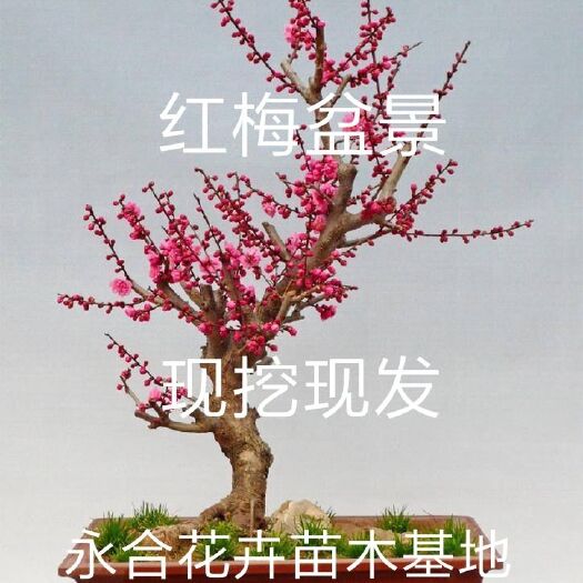 平邑县 红梅树苗，基地直销，现挖现发。