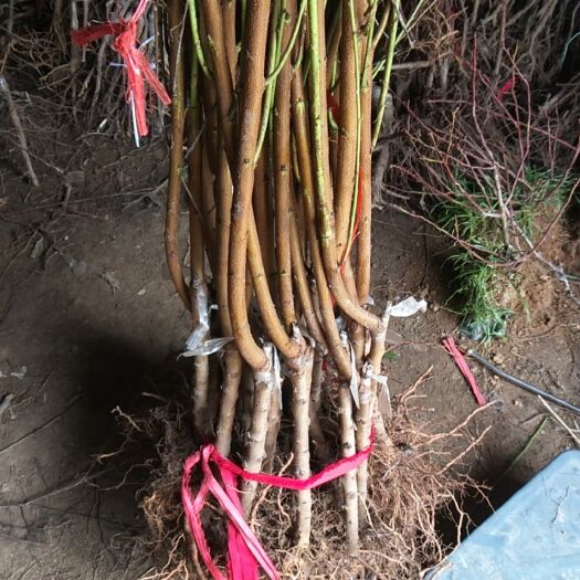 平邑县 桃树苗