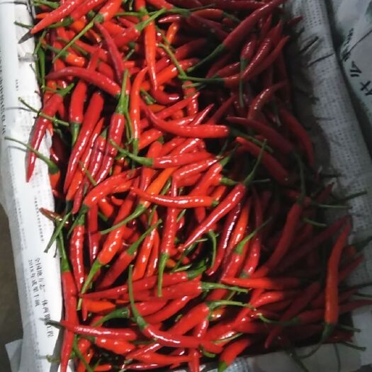 武汉 小米椒专营