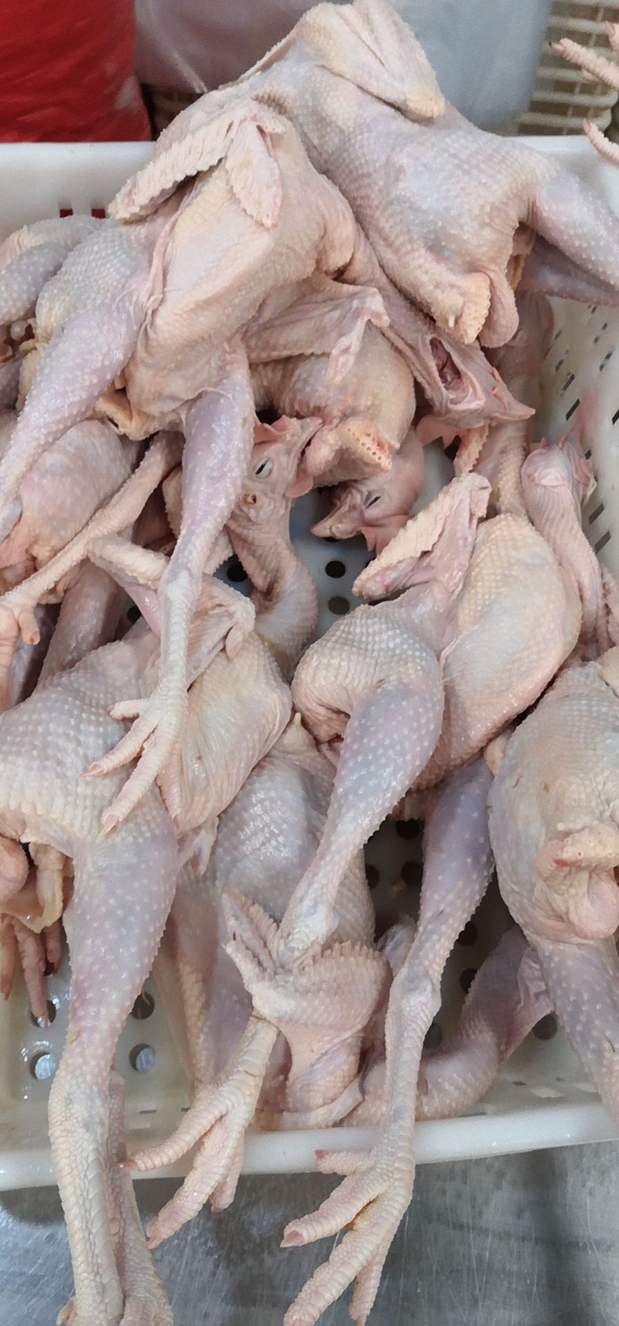 白条鸡  德青源农场谷饲500天以上 老母鸡 汰蛋鸡