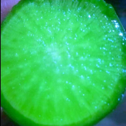 酒泉 青头萝卜