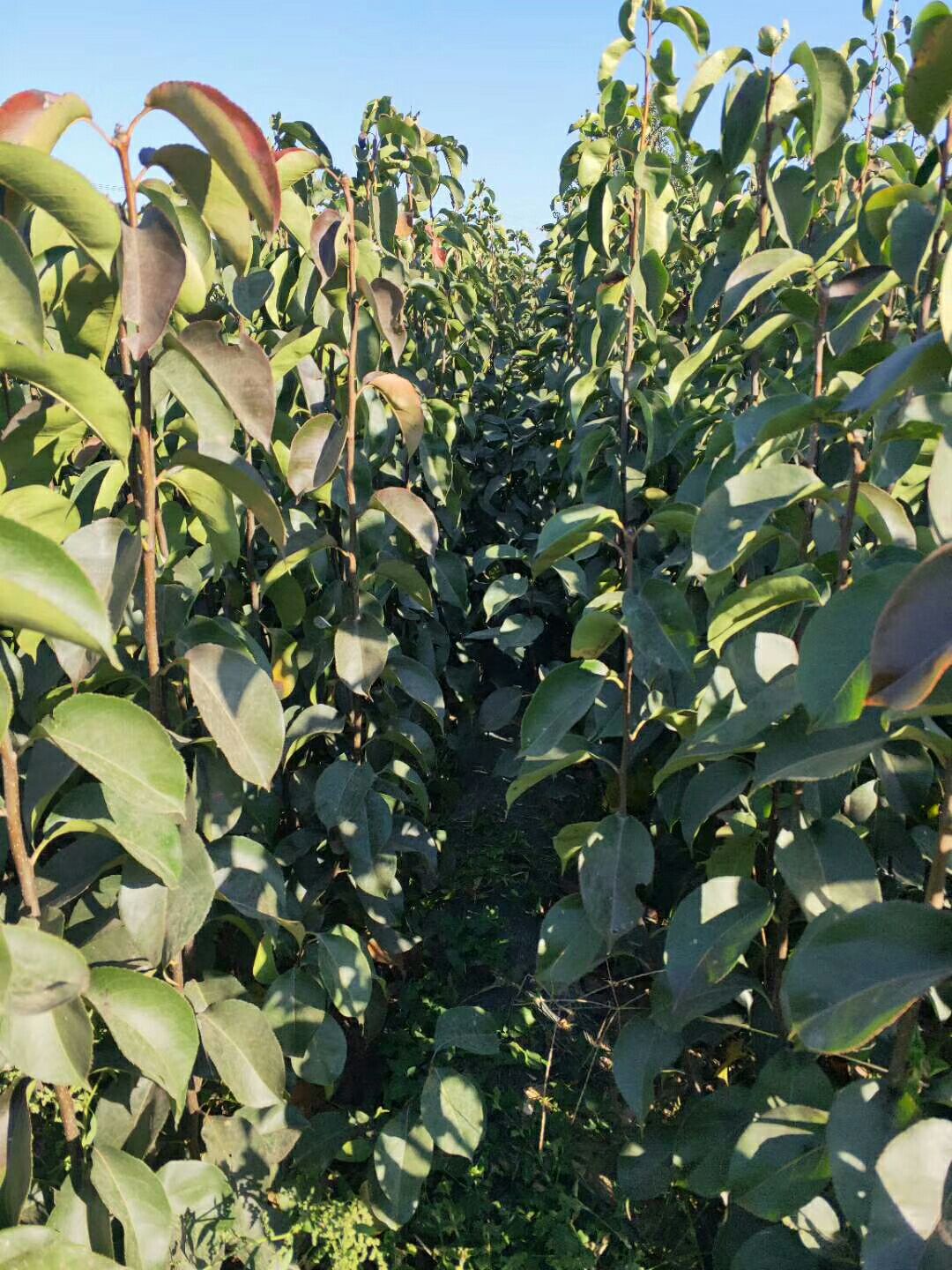 苹果树苗 各种果树苗木，一年到多年生，各种规格，价格合理，品种纯正