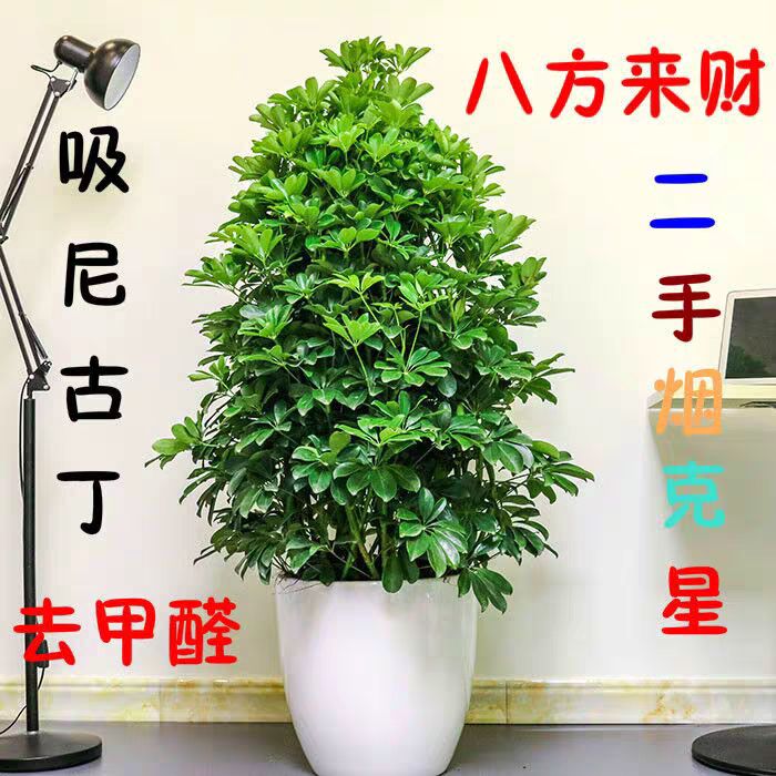 鸭脚木盆栽 鸭脚木鸭掌木盆栽植物花卉室内大型客厅八方来财吸甲醛净化空气