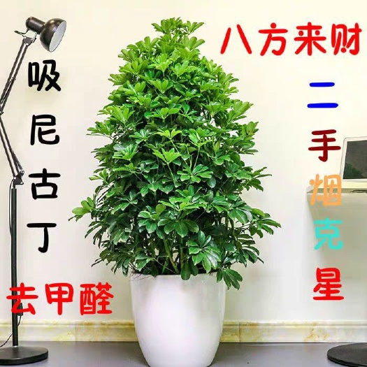 沭阳县鸭脚木盆栽 鸭脚木鸭掌木盆栽植物花卉室内大型客厅八方来财吸甲醛净化空气