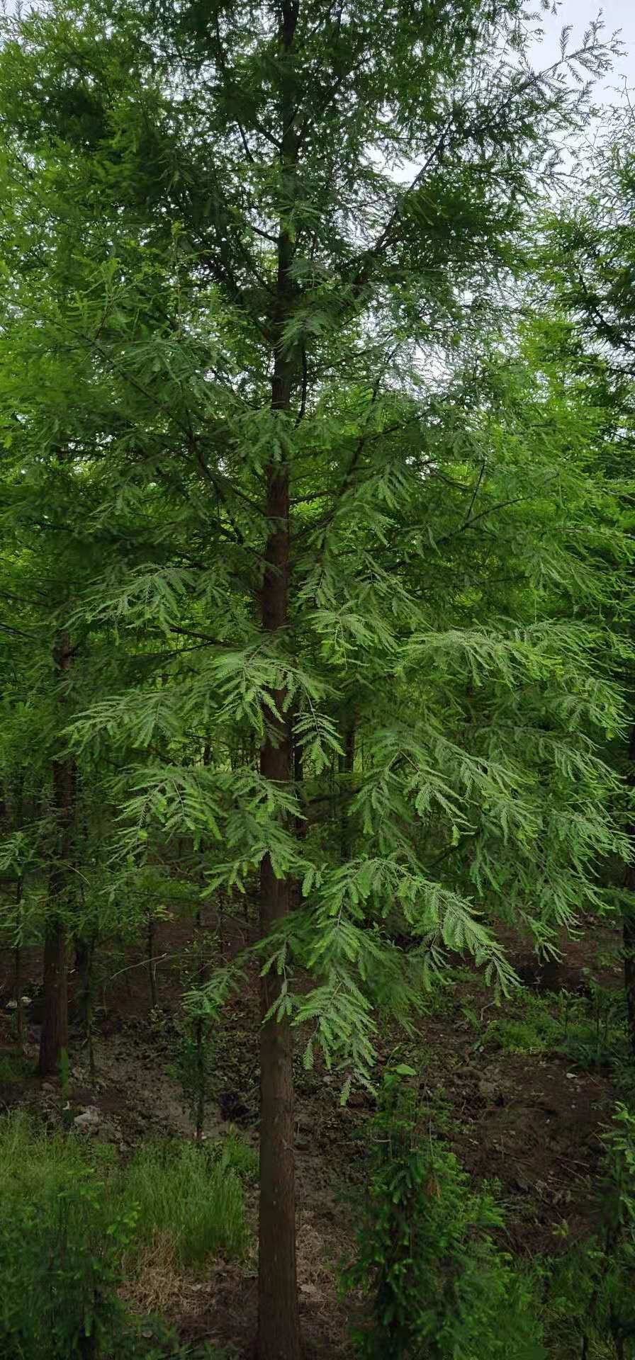 中山杉 基地苗莆直銷（品質(zhì)保證）