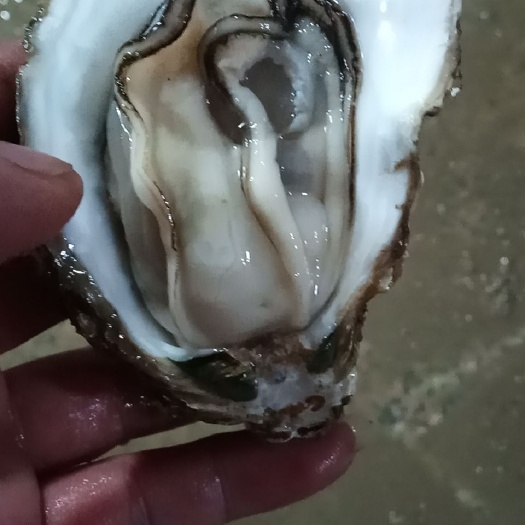 北海法国生蚝 铁山港生蚝