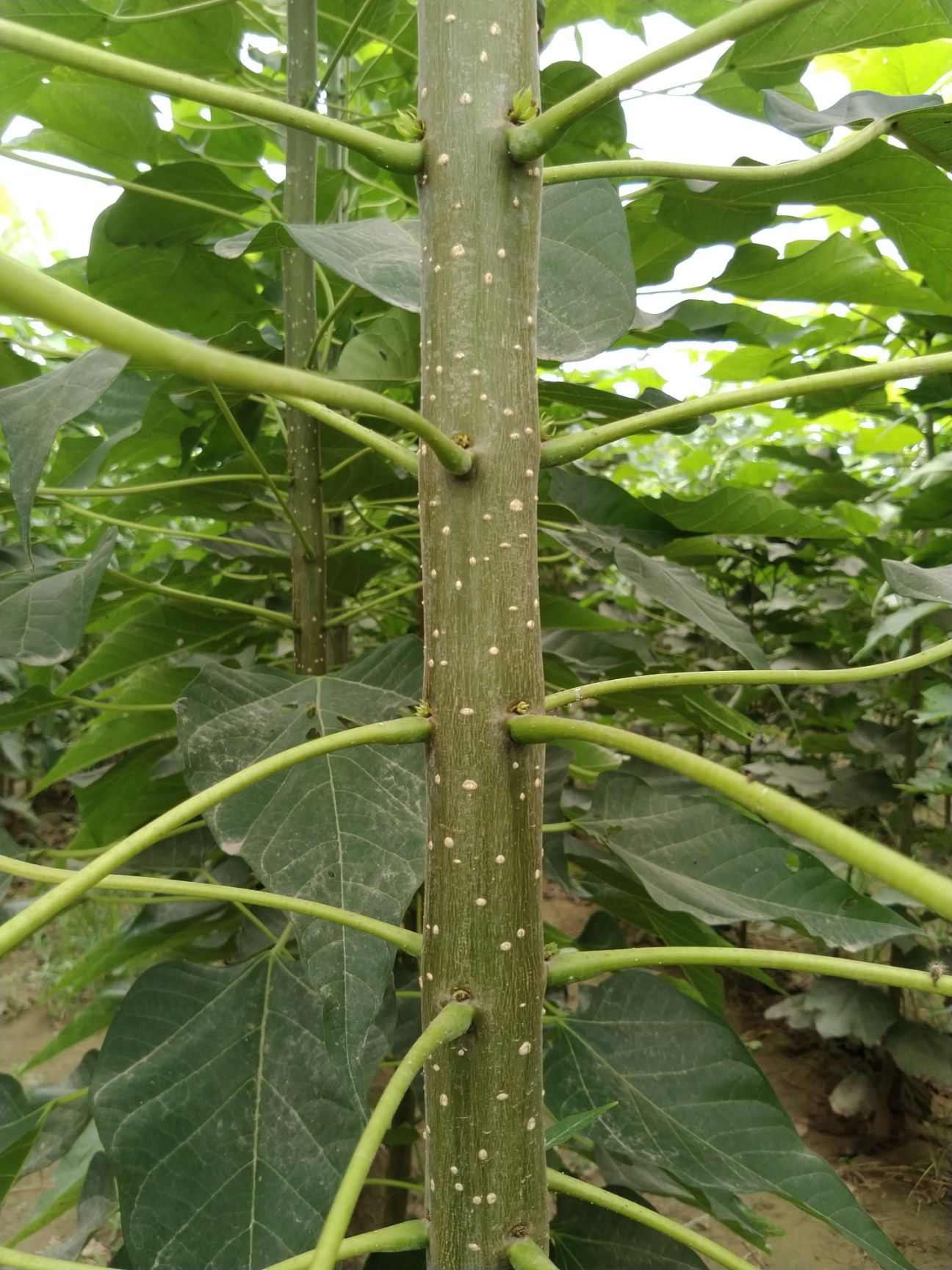  楸树苗大量供应 速生楸树