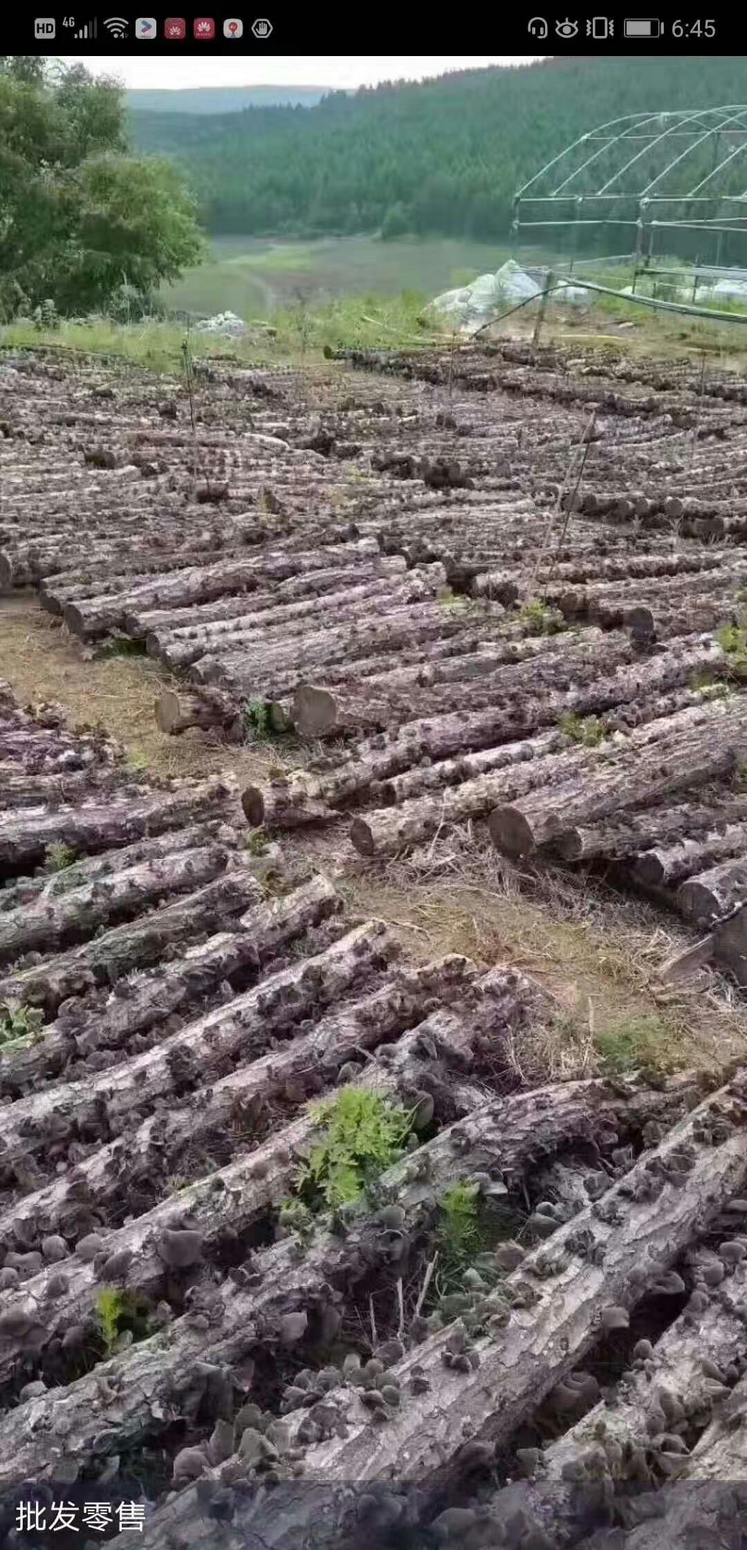  东北黑木耳