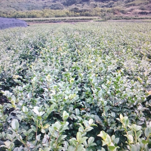 邛崃市 优质茶花，茶梅