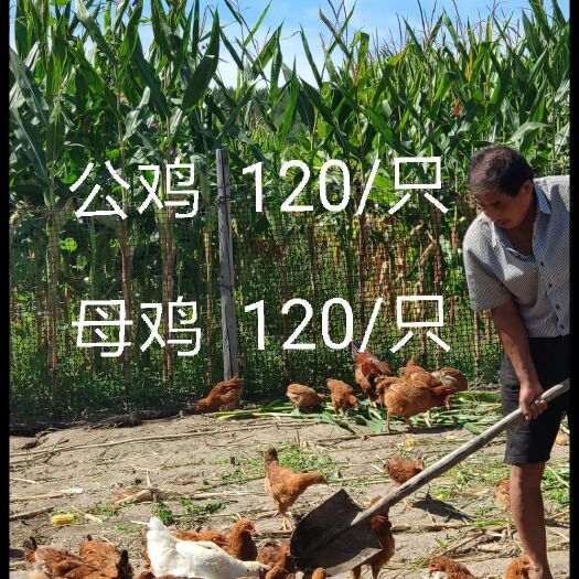 延吉市  绿色食品  溜达鸡