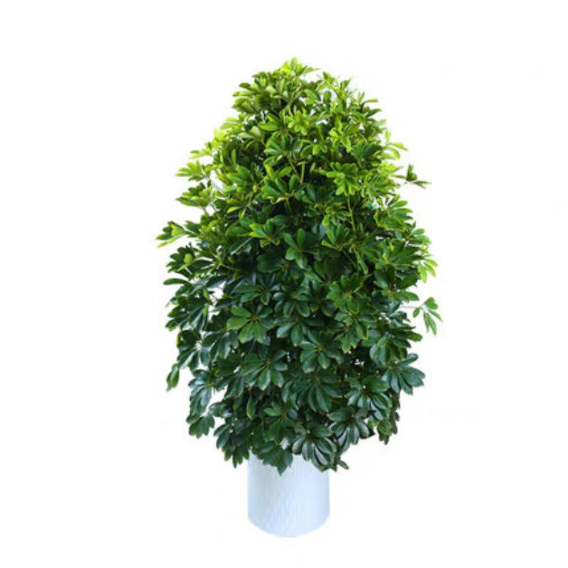 鸭脚木盆栽 鸭脚木鸭掌木盆栽植物花卉室内大型客厅八方来财吸甲醛净化空气