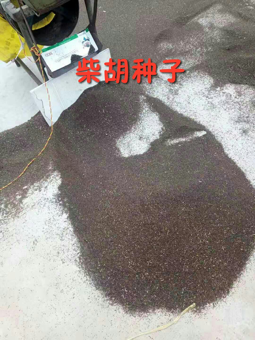 北柴胡 19年产新，产地直销