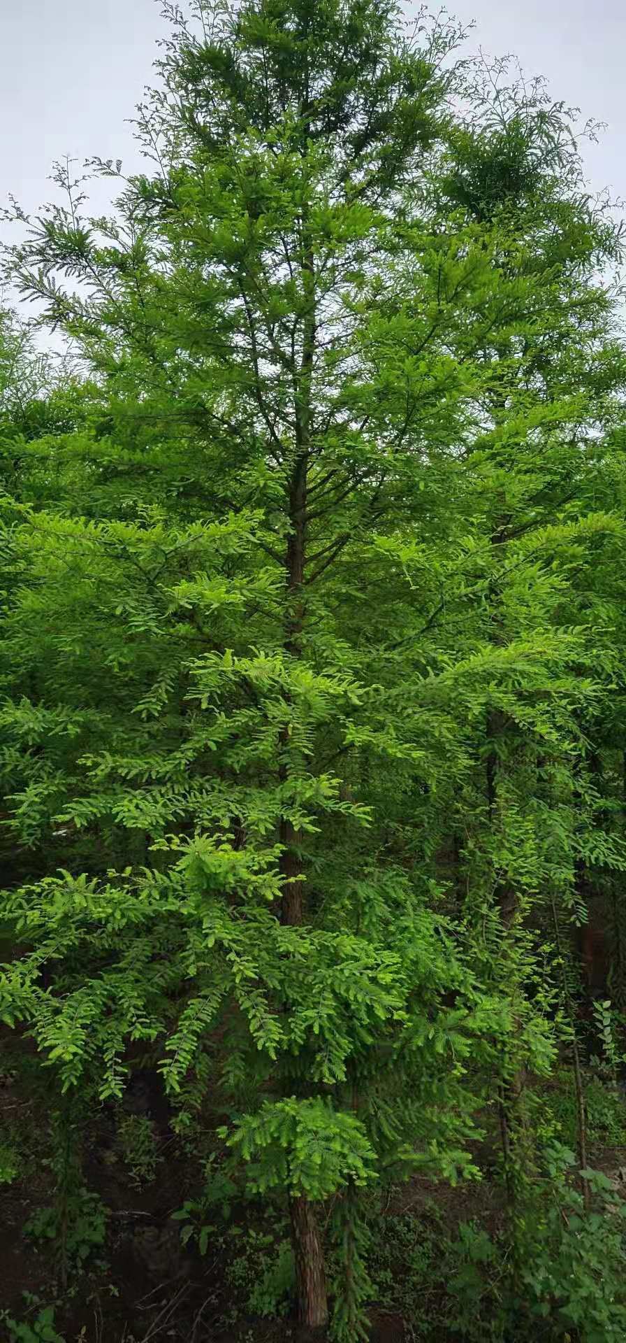 中山杉 基地苗莆直銷（品質(zhì)保證）