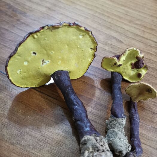  赤灵芝（普洱本地精选赤灵芝）