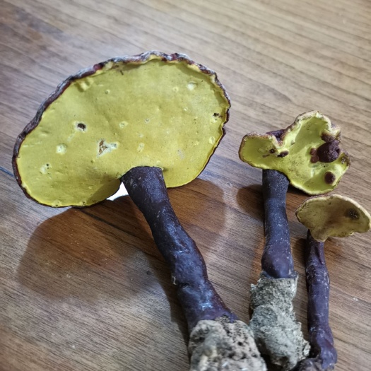 思茅 赤灵芝（普洱本地精选赤灵芝）