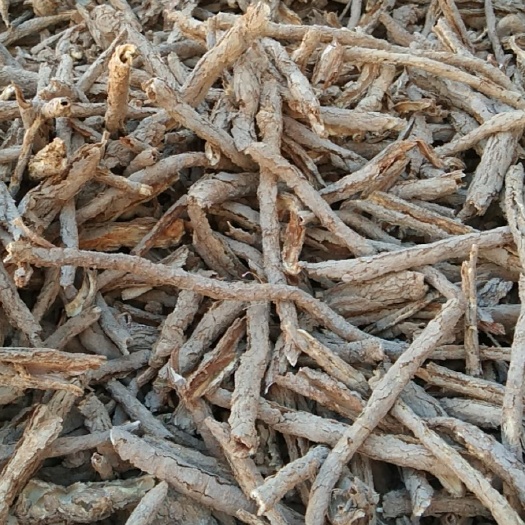 敦煌市 大量批发地骨皮。产地直销