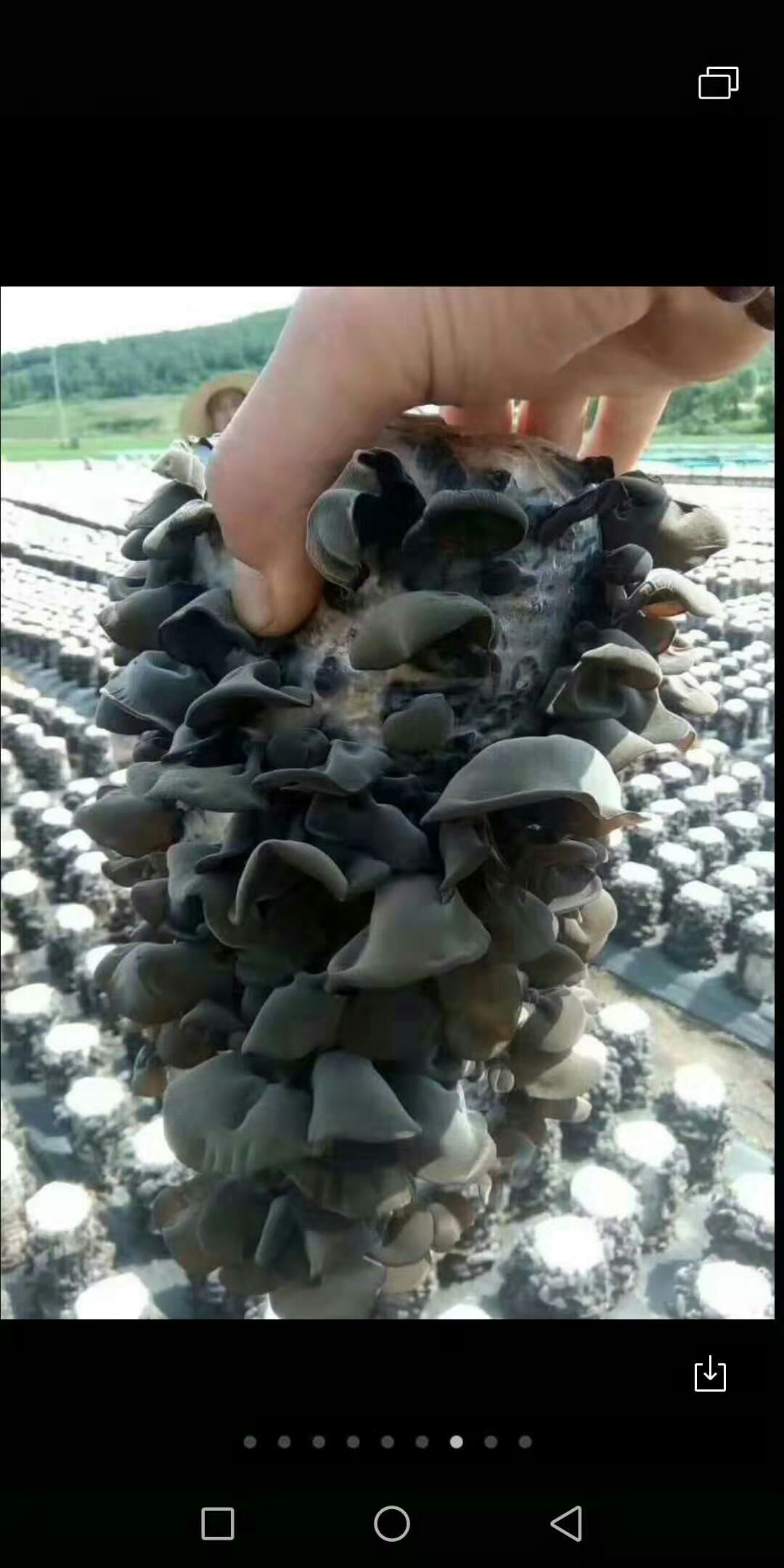  东北黑木耳