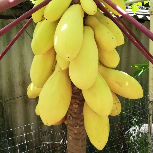 灵山县黄金木瓜苗    带土发货产量高